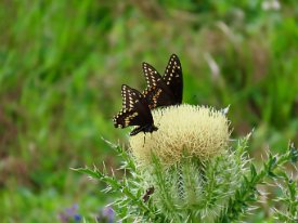 IMG_0572 Black Swallowtail Butterflies on Thistle, Elm Lake to Nature Center Trail, Brazos Bend State Park, TX