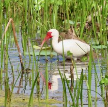 IMG_0582 American White Ibis, Elm Lake Loop Trail, Brazos Bend State Park, TX
