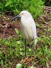 IMG_0587 Snowy Egret, Elm Lake Loop Trail, Brazos Bend, TX