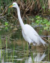 IMG_0602 Great Egret with green patch around eyes for breeding season, Elm Lake Loop Trail, Brazos Bend State Park, TX