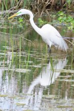 IMG_0605 Great Egret with green patch around eyes for breeding season, Elm Lake Loop Trail, Brazos Bend State Park, TX