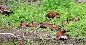 IMG_0607 Black Bellied Whistling Ducks, Elm Lake Loop Trail, Brazos Bend State Park, TX