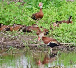 IMG_0610 Black Bellied Whistling Ducks, Elm Lake Loop Trail, Brazos Bend State Park, TX