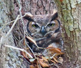 IMG_9129 Great Horned Owl, Brazos Bend State Park, TX