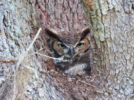 IMG_8624 Great Horned Owl, Brazos Bend State Park