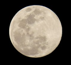 IMG_8650 Full Moon, Brazos Bend State Park