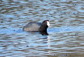 IMG_1250 American Coot, Brazos Bend State Park
