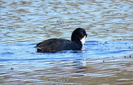 IMG_1251 American Coot, Brazos Bend State Park
