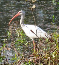IMG_1258 White Ibis, Brazos Bend State Park