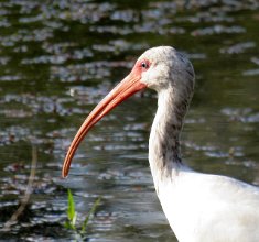 IMG_1260 White Ibis, Brazos Bend State Park