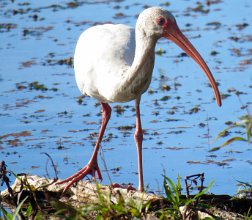 IMG_1268 White Ibis, Brazos Bend State Park