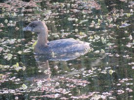 IMG_1274 Pied Eyed Grebe, Brazos Bend State Park