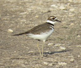 IMG_1290 Killdeer, Brazos Bend State Park