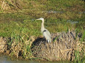 IMG_1328 Great Blue Heron, Brazos Bend State Park