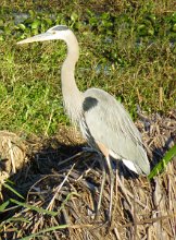 IMG_1332 Great Blue Heron, Brazos Bend State Park