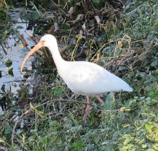 IMG_1338 White Ibis, Brazos Bend State Park