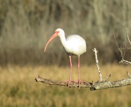 IMG_1342 White Ibis, Brazos Bend State Park