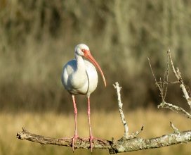 IMG_1344 White Ibis, Brazos Bend State Park