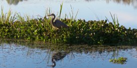 IMG_1346 Great Blue Heron, Brazos Bend State Park