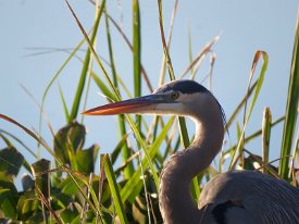 IMG_1348 Great Blue Heron, Brazos Bend State Park