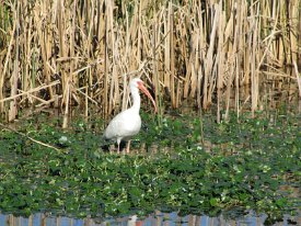 IMG_2541 White Ibis