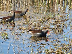 IMG_2557 Black Bellied Whistling Duck