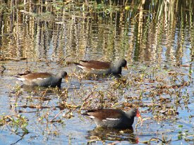 IMG_2559 Black Bellied Whistling Duck
