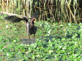 IMG_2573 Glossy Ibis