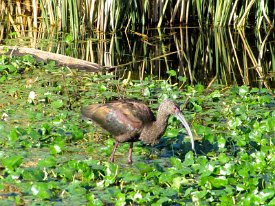 IMG_2575 Glossy Ibis
