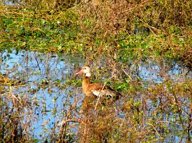 IMG_2581 Black Bellied Whistling Duck