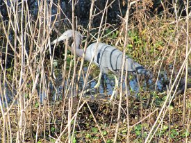 IMG_2594 Little Blue Heron