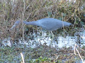 IMG_2600 Little Blue Heron