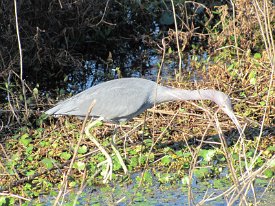IMG_2603 Little Blue Heron