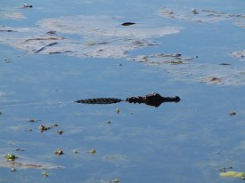 IMG_2618 Alligator