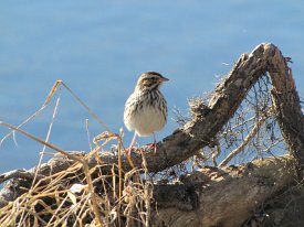 IMG_2646
