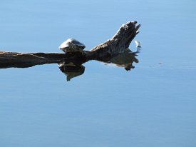 IMG_2648 Turtle