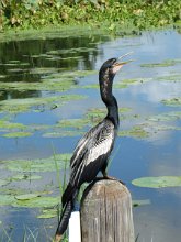 IMG_4572 Anhinga