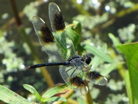 IMG_4585 Dragonfly - Four-spotted Pennant
