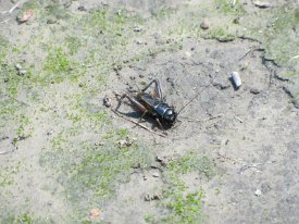 IMG_4603