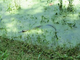 IMG_4616 Alligator, Baby