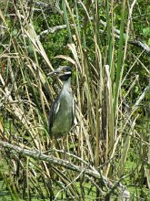 IMG_4620 Yellow Crowned Night Heron