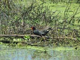 IMG_4628 Purple Gallinule