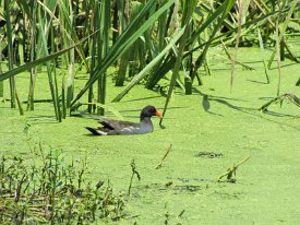 IMG_4632 Purple Gallinule