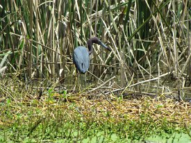 IMG_4643 Little Blue Heron