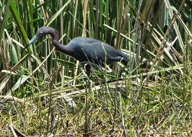 IMG_4646 Little Blue Heron