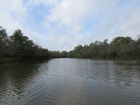 IMG_6698 Hale Lake, Brazos Bend State Park, TX