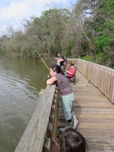 IMG_6699 Fishing, Brazos Bend State Park, TX