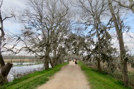 IMG_7034 Very Windy Spanish Moss, Brazos Bend State Park