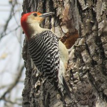 IMG_6930 Red-bellied Woodpecker. Brazos Bend State Park