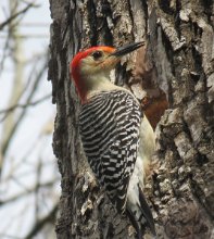 IMG_6931 Red-bellied Woodpecker. Brazos Bend State Park